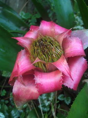 Canistrum cyathiforme