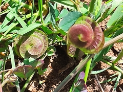 Medicago orbicularis
