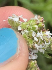 Lepidium heterophyllum