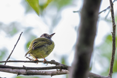 Myiornis auricularis