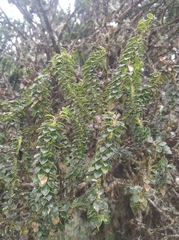 Ilex mandonii