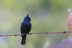 Knipolegus lophotes
