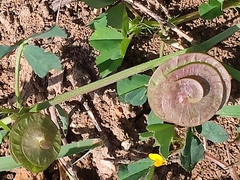 Medicago orbicularis