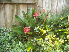 Canistrum cyathiforme