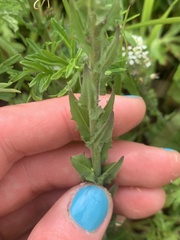 Lepidium heterophyllum