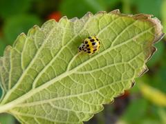 Psyllobora variegata