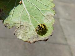 Psyllobora variegata