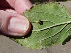 Psyllobora variegata