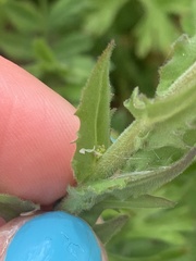 Lepidium heterophyllum