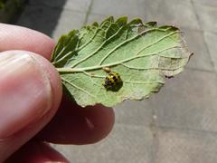 Psyllobora variegata