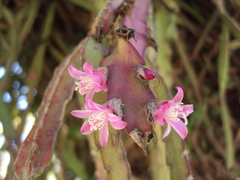 Lepismium cruciforme