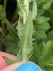 Lepidium heterophyllum