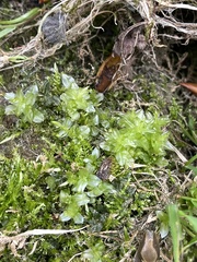 Plagiomnium undulatum