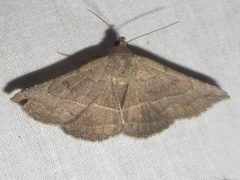 Lesmone griseipennis