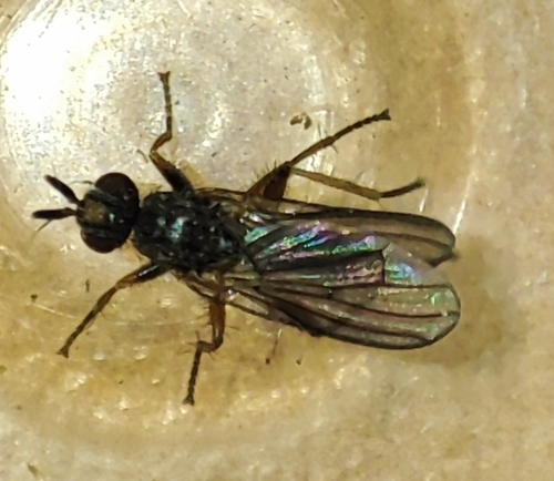 Gonatherus planiceps
