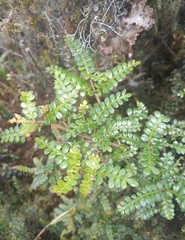 Weinmannia fagaroides