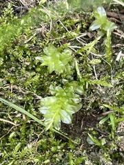 Plagiomnium undulatum