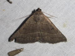 Lesmone griseipennis