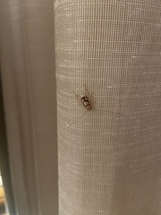 Euthlastoblatta facies