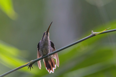 Phaethornis eurynome