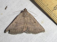 Lesmone griseipennis