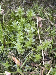 Plagiomnium undulatum