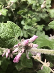 Malacothamnus clementinus