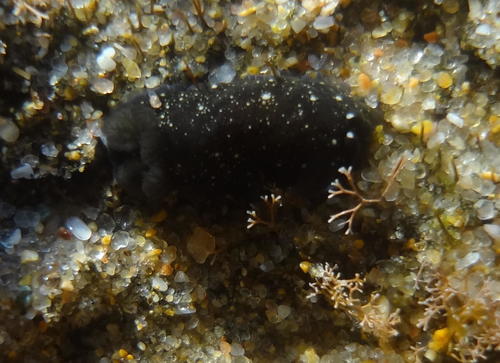 Dendrodoris nigra