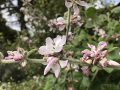 Malacothamnus clementinus