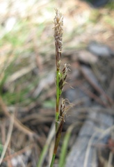 Carex richardsonii