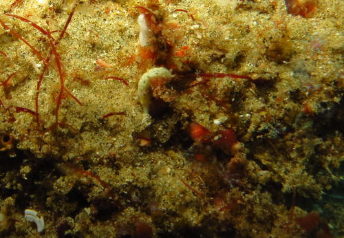 Hypselodoris rudmani