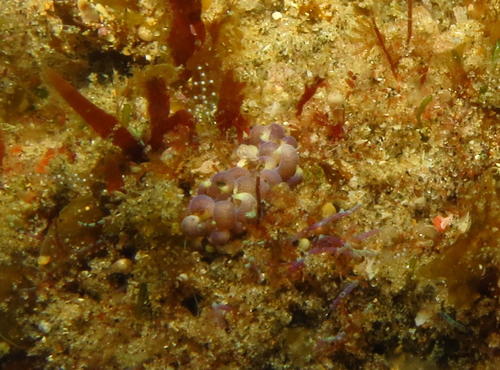 Phyllodesmium magnum