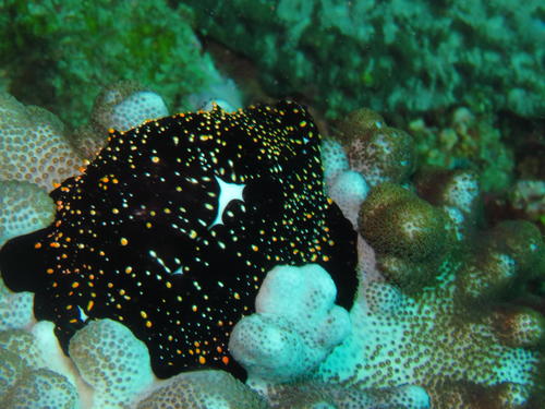 Ovula ovum