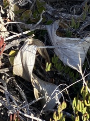 Brunsvigia orientalis