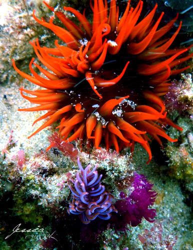 Phyllodesmium horridum