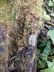 Bryophyta