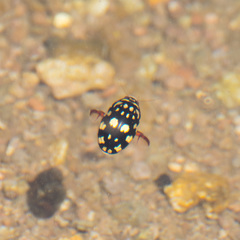 Thermonectus marmoratus