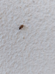 Hyalochilus ovatulus