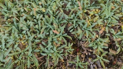 Alchemilla pinnata