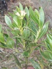 Baccharis buxifolia