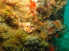 Hypselodoris pulchella