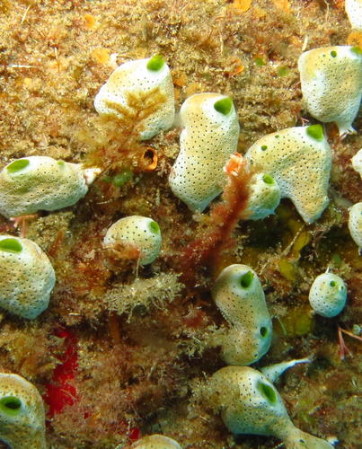 Coryphellina rubrolineata