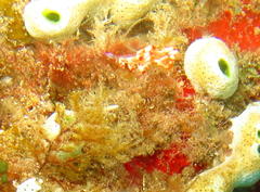 Coryphellina rubrolineata