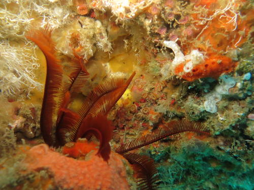 Tropiometra carinata
