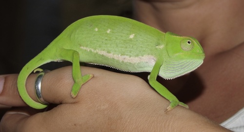 Senegal Chameleon