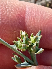 Thesium spicatum