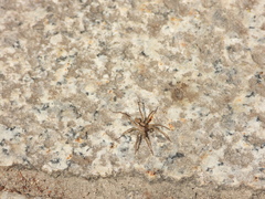 Pardosa pusiola