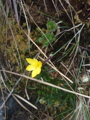 Sisyrinchium jamesonii