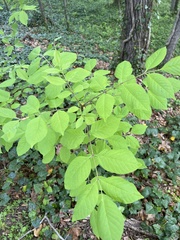Fraxinus biltmoreana