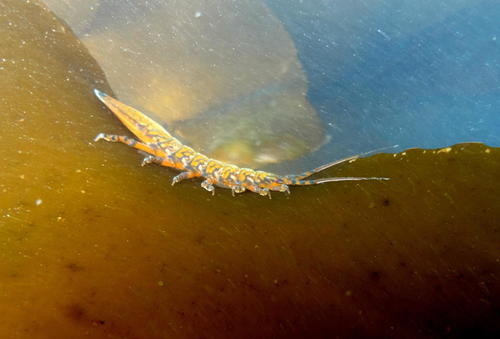 Paridotea reticulata